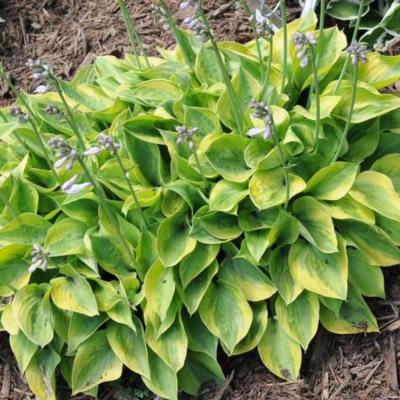 Hosta 'Radiant Edger'